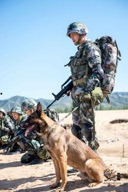 神犬奇兵在线观看,忠诚守护，勇闯天涯的军犬传奇  第1张